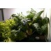 Introduction to Aquaponics - 1 Day Workshop - Perth - August 15th, 2020 - SOLD OUT!